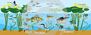 Ecosystem of pond. Animals living in pond. Diverse inhabitants of pond fish, amphibian, leech, insects and bird photo